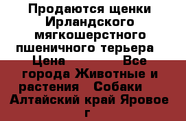 Продаются щенки Ирландского мягкошерстного пшеничного терьера › Цена ­ 30 000 - Все города Животные и растения » Собаки   . Алтайский край,Яровое г.